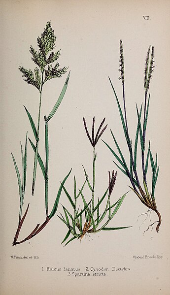 File:British grasses (Plate VIII) (6765396413).jpg