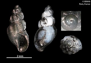 <i>Brocchinia</i> (gastropod) Genus of gastropods