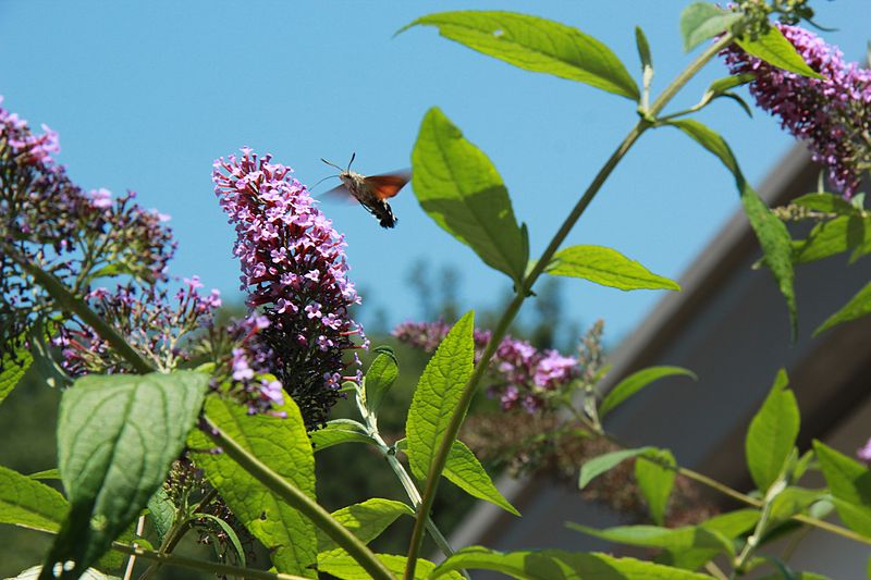 File:BuddlejaDavidii 3745.jpg