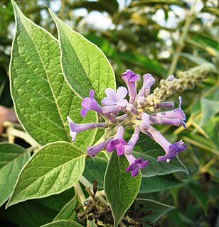 <i>Buddleja myriantha</i> species of plant