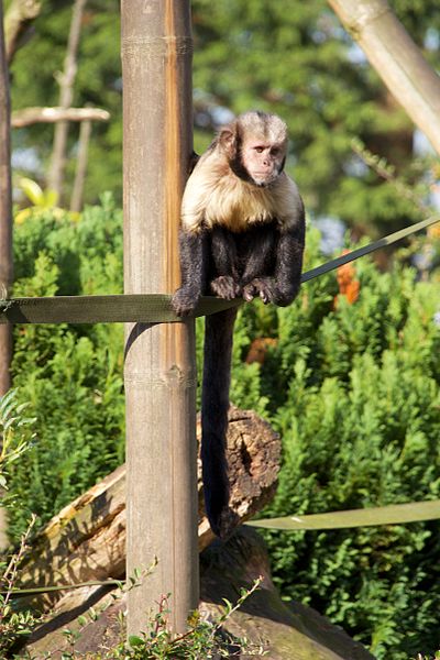 File:Buffy-headed Capuchin at Chester Zoo 6.jpg