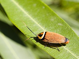 Photo of a bush cockroach walking on a banana leaf.