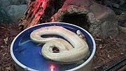 Thumbnail for File:Butter champagne ball python at Pinellas County Reptiles, Aug 2020.jpg