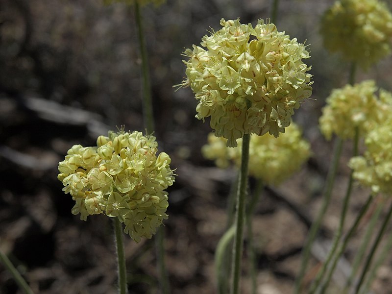 File:Butterballs, Eriogonum ovalifolium var. ovalifolium (49226213078).jpg