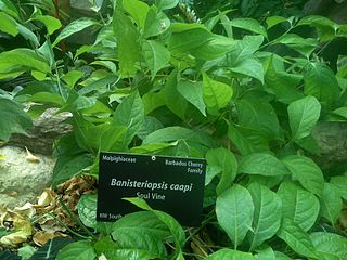 <i>Banisteriopsis caapi</i> Species of plant
