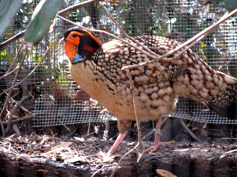 File:Cabot's Tragopan.jpg