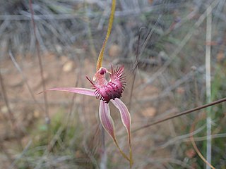 <i>Caladenia decora</i> Species of orchid