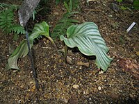 Calathea rotundifolia