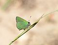 * Nomination Green Haistreak butterfly -- Alvesgaspar 23:48, 4 May 2014 (UTC) * Promotion QI IMO --Cccefalon 04:45, 5 May 2014 (UTC)
