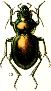 Miniatura para Calosoma elegans