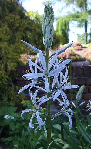 Camassia leichtlini a1.jpg