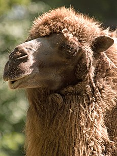 A portrait of a camel with a visibly thick mane