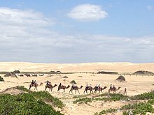 Coastal dunes at Stockton Beach in the City of Newcastle Camels in the Desert (8332117351).jpg
