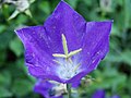 Campanula raineri Perpenti