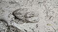 Capreolus capreolus Huella de corzo