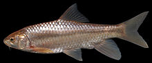 Carasobarbus fritschii - ZooKeys-339-001-g017.jpg