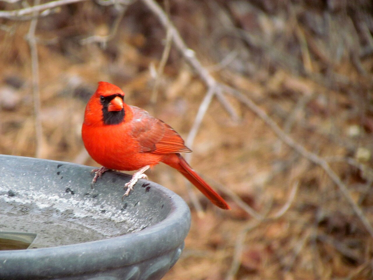 FileCardinal Backyard Birds Caryjpg Wikimedia Commons