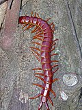 Thumbnail for Scolopendra alternans