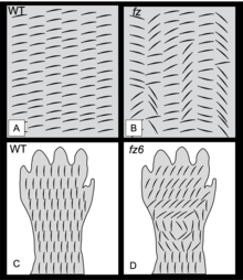 Cartoon representation of Planar Cell Polarity in fly wing hair cells and mouse paw hair cellsFigure 1. (A and B) Drosophila cuticular wing hair cells of the adult wing. Wing hairs point distally (to the right) in wild-type (WT) animals (A) but lose orientation in PCP mutants (fz) (B). (C and D) Hairs on the mouse paw point away from the body (pointing up) in WT (C) but grow in a swirling pattern in PCP mutants (fz6) (D). Inspired by the work of Paul Adler (A and B) and Guo et al. (2004) (C and D). Cartoon representation of Planar polarity in fly and mouse epithelia.png