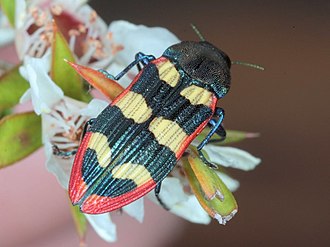 Castiarina punctatosulcata Castiarina punctatosulcata.jpg