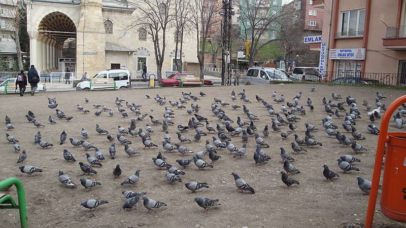 File:Cebecide kuşlar-birds at cebeci - panoramio.jpg