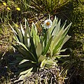 * Nomination Large Mountain Daisy (Celmisia semicordata), Hooker valley, New Zealand --LC-de 22:15, 8 March 2015 (UTC) * Promotion Good quality. --XRay 15:29, 9 March 2015 (UTC)