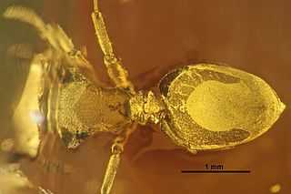 <i>Cephalotes hispaniolicus</i> species of insect (fossil)