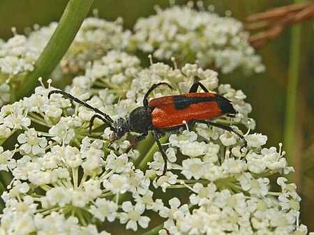 Stictoleptura cordigera