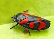 Cercopis vulnerata (2006-06-04).jpg