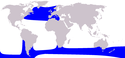 Cetacea range map Long-finned Pilot Whale.PNG