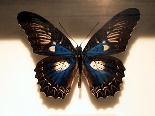 <i>Cethosia myrina</i> Species of butterfly