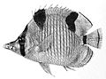 Chaetodon falcula