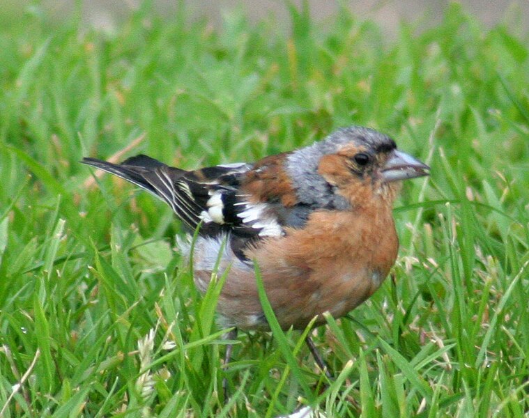 File:Chaffinch (4448875356).jpg