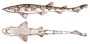 Miniatura per Scyliorhinus