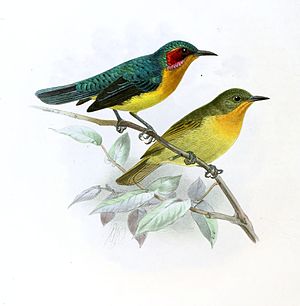 Ruby-cheeked nectar bird