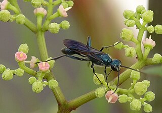<i>Chalybion</i> Genus of wasps