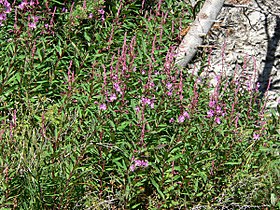 subsp circumvagum in Spring Mountains, southern Nevada