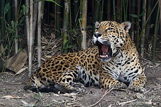 Giaguaro (Panthera onca).