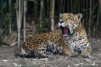 Jaguar, Chapultepec Zoo