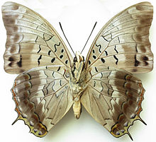 Charaxes catachrous verso.jpg