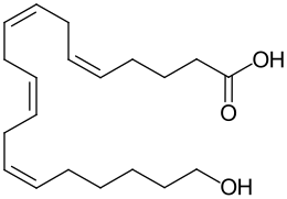 Acide 20-hydroxyheicosatétraénoïque