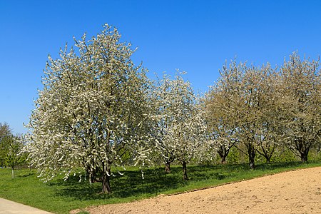 Flowering cherry trees Sasbach