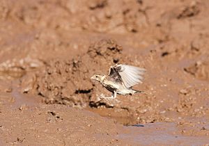 Weißwangenlerche: Stellung in der Gattung Eremopterix, Merkmale, Verbreitungsgebiet und Lebensraum