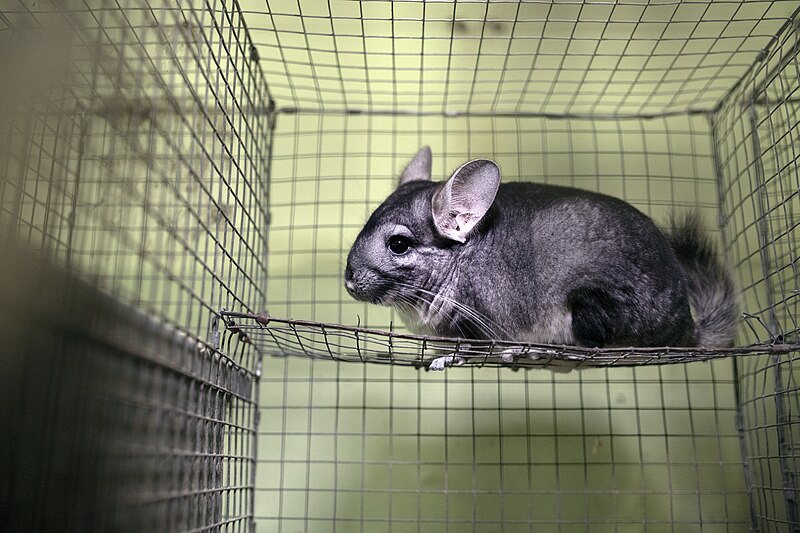 File:Chinchilla breeding in Ukraine (48044205777).jpg