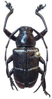 <i>Choeromorpha violaceicornis</i> Species of beetle