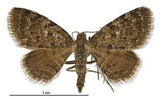 <i>Chloroclystis nereis</i> Species of moth