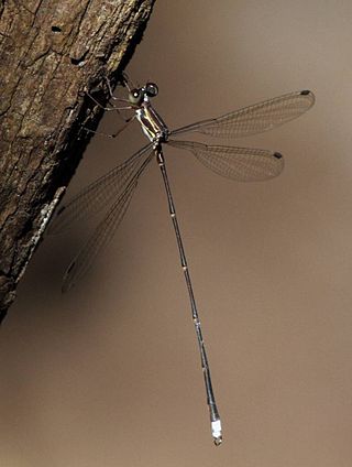 <i>Ecchlorolestes nylephtha</i> Species of damselfly