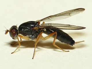 <i>Chyliza leptogaster</i> Species of fly