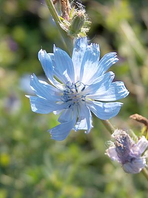 Cichorium intybus003.JPG