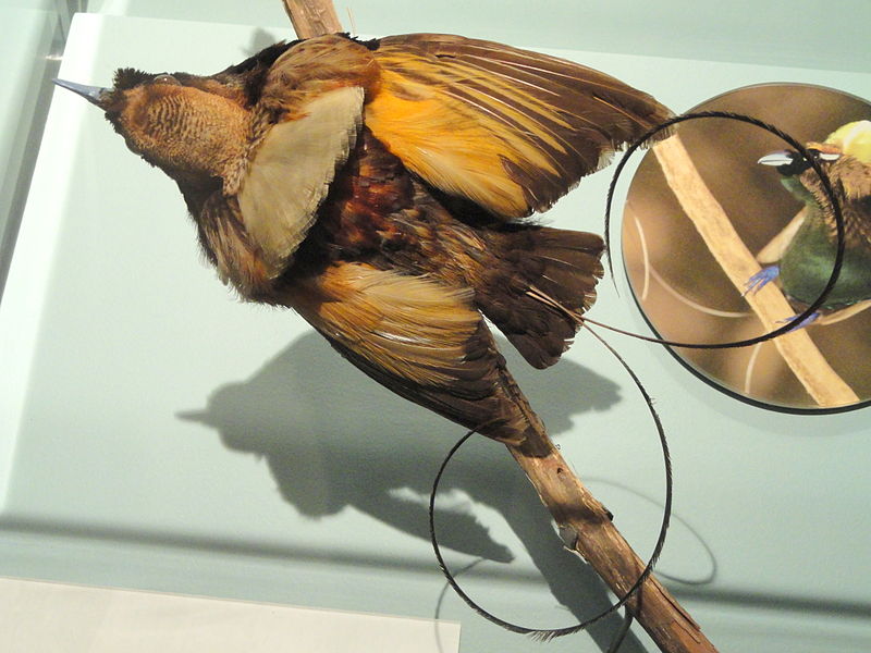 Tập tin:Cicinnurus magnificus (male) - National Geographic Museum - DSC05087.JPG